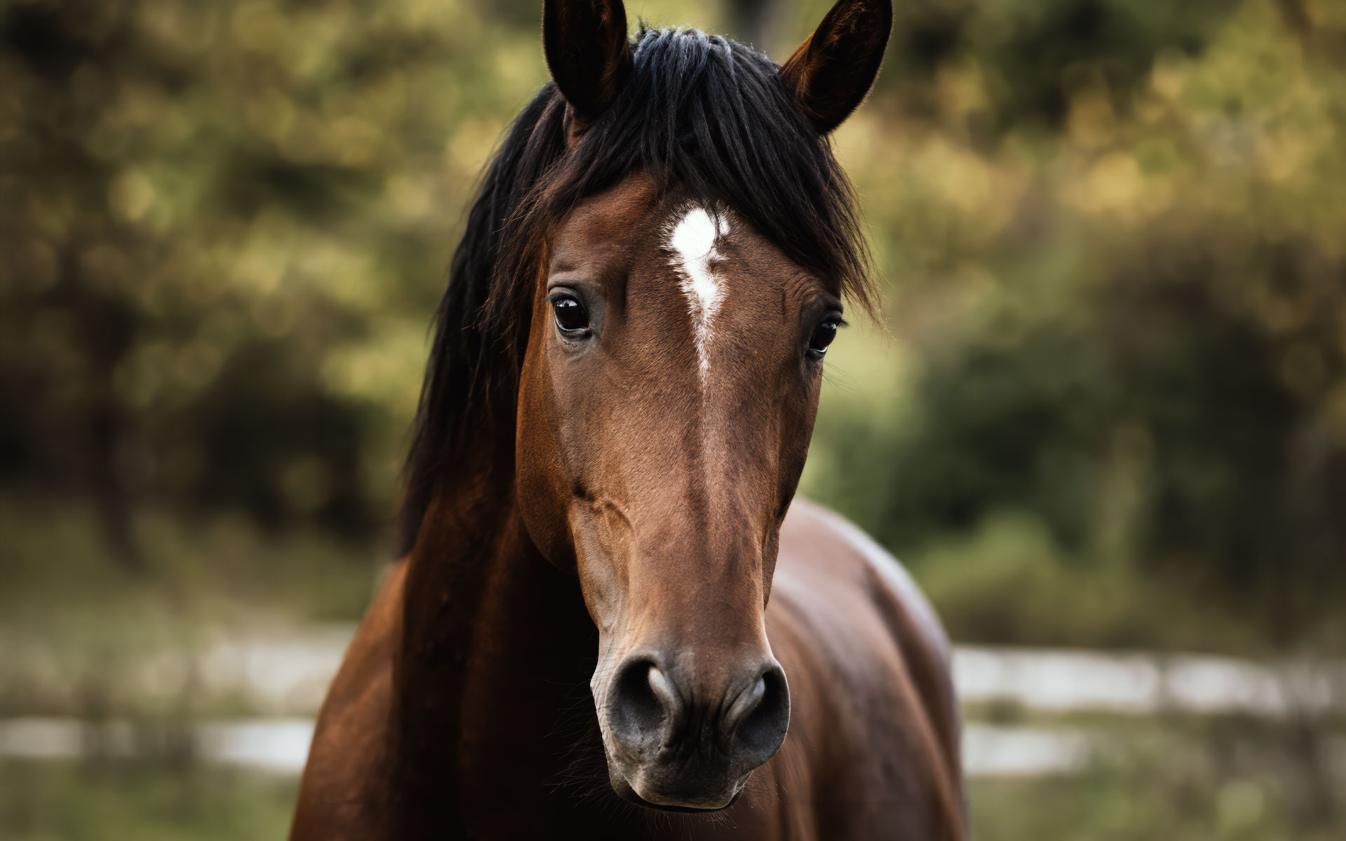 Horse & Motion | Pferdeosteopathie & Training